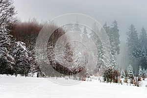 Beautiful winter snowy landscape with fog