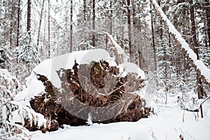 Beautiful winter snowy landscape in the mountainous terrain.