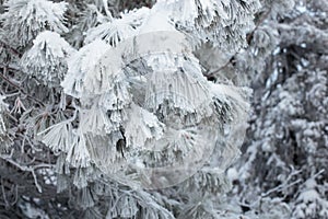 Beautiful winter snowy landscape in the mountainous terrain.