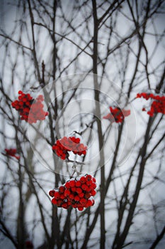 Beautiful winter specific photo. Frozen rowan-berry at wintertime. Photo with beautiful forest in the background and great lights.