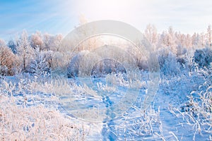 Beautiful winter sunny landscape. Snow covered trees and footpath in Finland