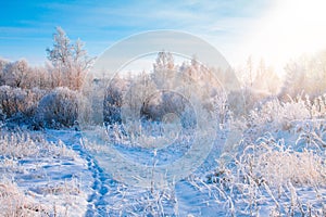 Beautiful winter sunny landscape. Snow covered trees and footpath in Finland