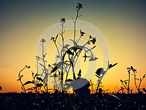 Beautiful winter sunset through the mustard plants