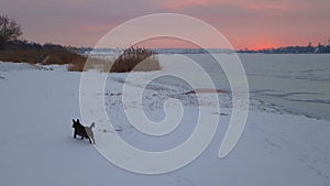Beautiful winter sunset scene with a dog running in the snow near the lake