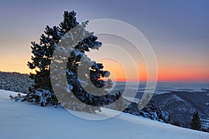 Beautiful winter sunset with trees