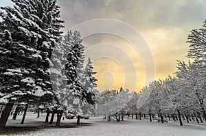 Beautiful winter sunset with trees in the snow