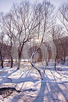 Beautiful winter sunset with trees in the snow