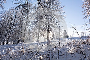 Beautiful winter sunset with trees in the snow