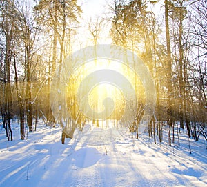 Beautiful winter sunset with trees in snow