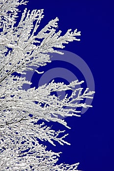 Krásný zimní strom s modrou oblohou