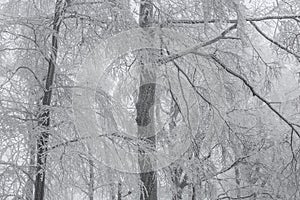 Beautiful winter trees branches covered with ice