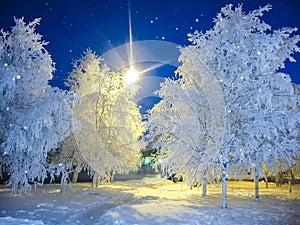 Beautiful winter with trees fluffy from frost