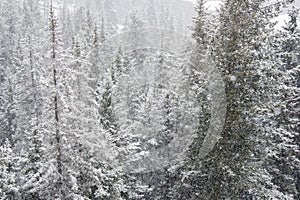 Beautiful winter view of a forest from above. Snowing over the pine trees. Christmas scene. Alberta,