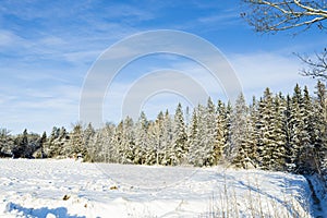Beautiful winter view of snow-covered fir trees at edge of forest.