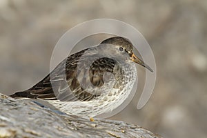 A beautiful winter visiting Purple Sandpiper, Calidris maritima, sitting on a rock at high tide, along the shoreline.