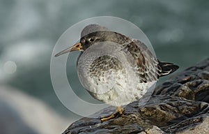 A beautiful winter visiting Purple Sandpiper, Calidris maritima, sitting on a rock at high tide, along the shoreline.