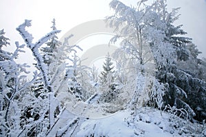 Beautiful winter in a wild area in the Table Mountains in Poland. Snow covered trees at the peak of Skalniak and eroded sandstone