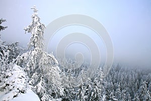 Beautiful winter in a wild area in the Table Mountains in Poland. Snow covered trees at the peak of Skalniak and eroded sandstone