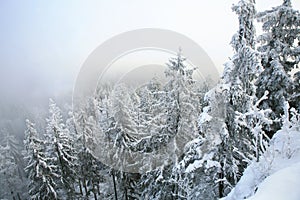 Beautiful winter in a wild area in the Table Mountains in Poland. Snow covered trees at the peak of Skalniak and eroded sandstone