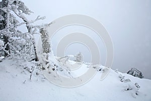 Beautiful winter in a wild area in the Table Mountains in Poland. Snow covered trees at the peak of Skalniak and eroded sandstone