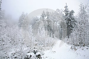 Beautiful winter in a wild area in the Table Mountains in Poland. Snow covered trees at the peak of Skalniak and eroded sandstone