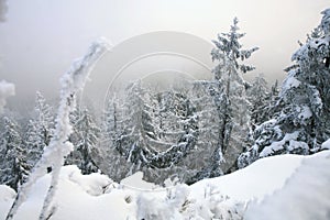 Beautiful winter in a wild area in the Table Mountains in Poland. Snow covered trees at the peak of Skalniak and eroded sandstone