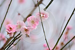 Beautiful wintersweet