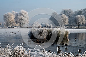 Beautiful wintery scene of hoar frost on trees and grasses in Bushy Park