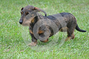 Beautiful Wire Haired Dachshund Dog