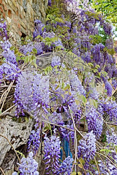 Beautiful Wisteria in bloom at garden in Tuscany