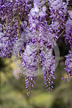 Beautiful wisteria blooming flower in early spring