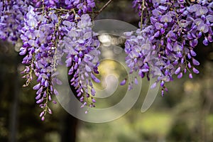 Beautiful wisteria blooming flower in early spring