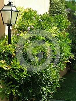 wisteria flower ornamental shrube.