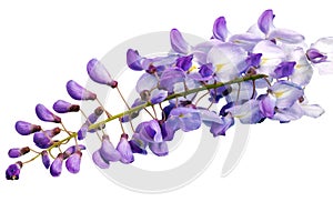 Beautiful Wisteria flowers isolated.On white background