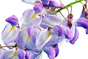 Beautiful Wisteria flowers isolated.On white background