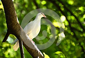 Beautiful wite pigeon on branch