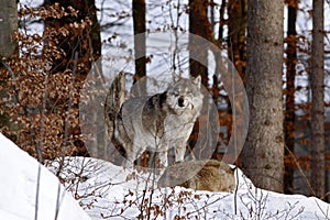 Beautiful wolf canis lupus in winter, wolf in snowy landscape, attractive winter scene with wolf, beautiful winter landscape