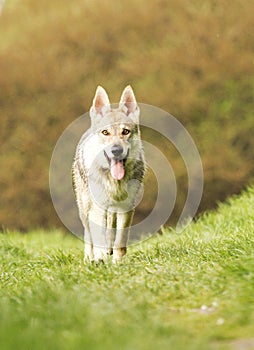 Beautiful wolf dog puppy in nature