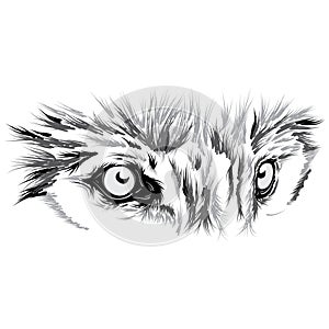 Beautiful Wolf face. Vector illustration