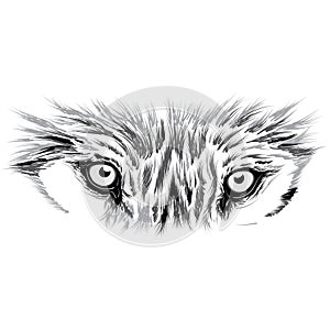 Beautiful Wolf face. Vector illustration