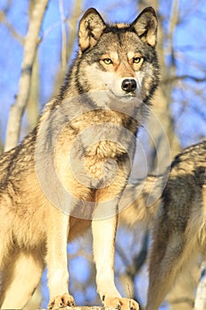 Beautiful wolf portrait