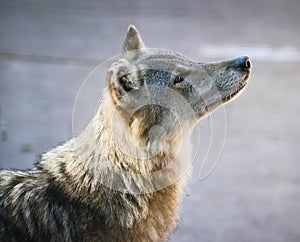 Beautiful wolf portrait