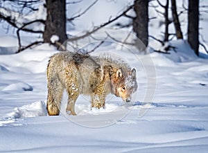 Beautiful wolf turns toward camera