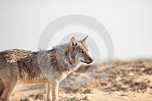 Beautiful wolf walking in a dry field during sunrise