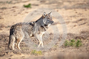 Beautiful wolf walking in a dry field during sunrise