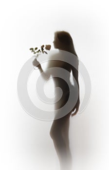 Beautiful woman body shape silhouette with rose flower behind a curtain