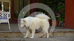 A beautiful woman come and hugs waiting and stroking large white fluffy dog. Girl tourist in a red dress and hat in the