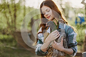 A beautiful woman farmer takes care of the chickens on her farm and holds a gray chicken smiling. The concept of organic