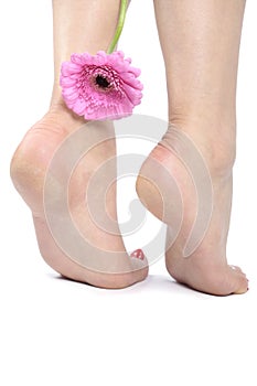 Beautiful woman feet with pink flower over white