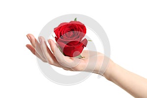 Beautiful woman hand holding a red rose